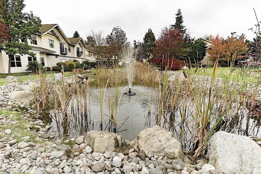 Outdoor pond with fountain surrounded by foliage