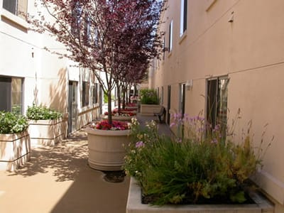 A courtyard with flowering plants and trees