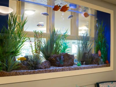 Aquarium in a common area with fish and plants