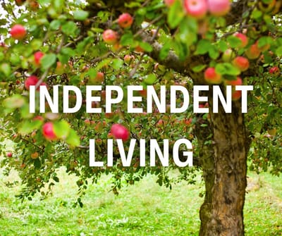 A decorative tree with apples in a green space