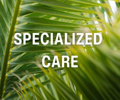 Close-up of palm leaves with text overlay
