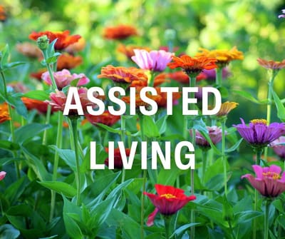 Vibrant flowers in a garden with text overlay