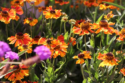 Vibrant orange flowers blooming in a garden