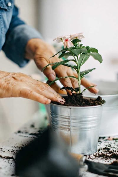 Hands gardening with a flower pot