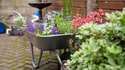 Colorful flowers in a wheelbarrow in an outdoor space