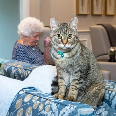 An elderly woman with a cat in a comfortable living space