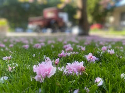 Close-up of pink flower petals on green grass