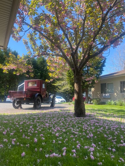 Blooming cherry tree with petals in sunlight