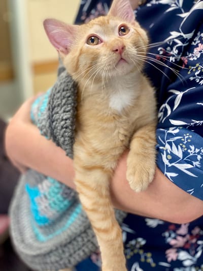 A resident holding an orange cat in a cozy setting