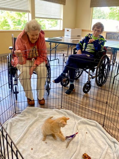 Residents interacting with a kitten in an activity space