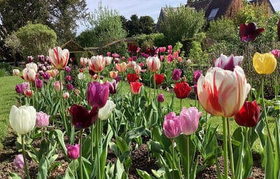 Colorful tulips in a garden setting