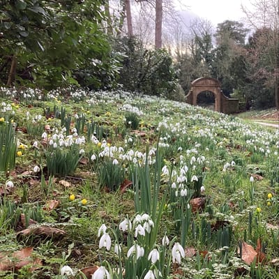 Beautiful snowdrop flowers in a garden setting.