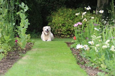 A dog resting on a garden path.