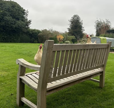 Chickens on a bench in a grassy area