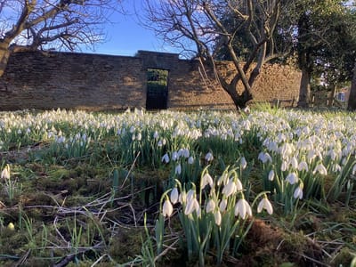 Field of snowdrop flowers in bloom
