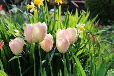 Colorful tulips in a vibrant garden setting.