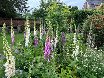 Colorful foxglove flowers in a garden
