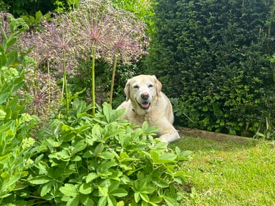 A happy dog resting among garden flowers.