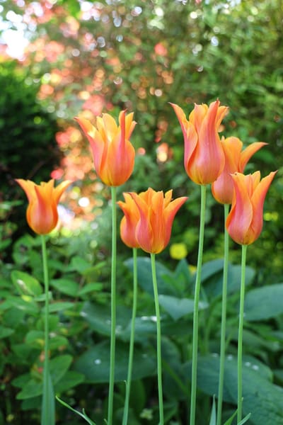 Colorful tulips in a garden setting