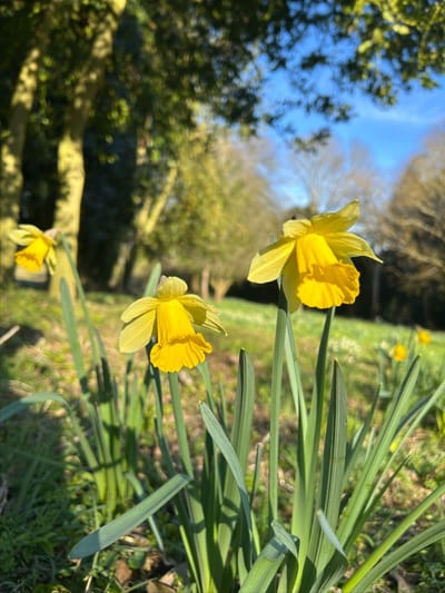 Yellow daffodils blooming in a sunny field.