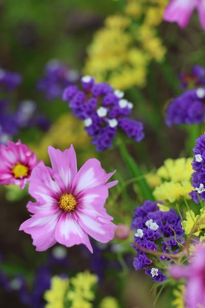 Colorful flowers in a garden setting