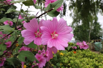 Blooming pink flowers in a garden