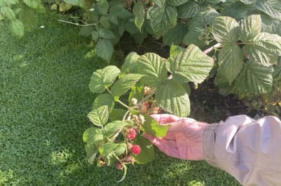 A hand holding a raspberry plant in a garden.