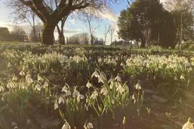 Field of snowdrop flowers under a tree
