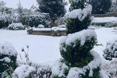 Snow-covered garden with trimmed hedges and a fountain