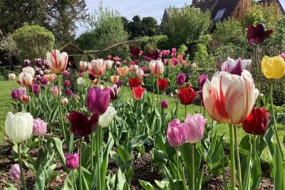 Colorful tulip garden in full bloom