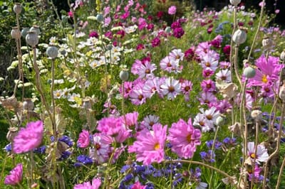 Colorful flower garden in full bloom.