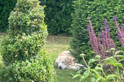 A sleeping dog among garden plants