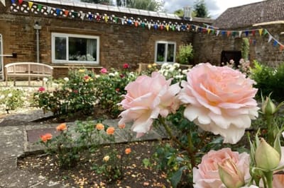 Blooming roses in a garden setting with decorations