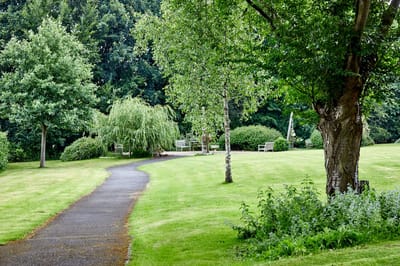 Lush green garden path with benches