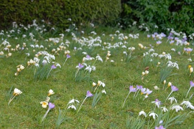 Colorful flowers blooming in a garden