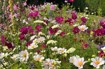 Colorful flowers in an outdoor garden