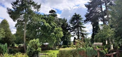 Lush garden with tall trees under a cloudy sky.