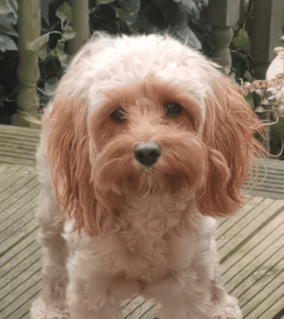 A small dog on a wooden deck