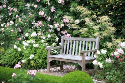 Wooden bench surrounded by blooming roses in a garden.