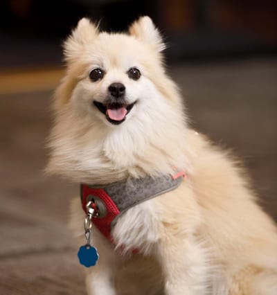 A happy small dog with a harness