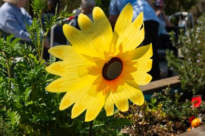 Large yellow flower in a garden setting.