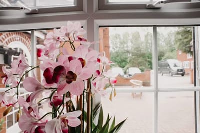 Beautiful orchids in a sunny setting