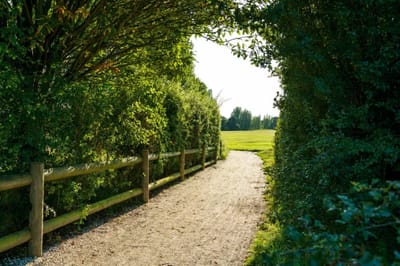 Pathway through greenery leading to an open field