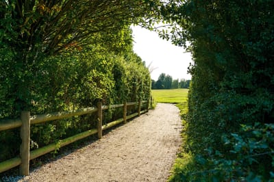 A pathway through greenery leading to an open field