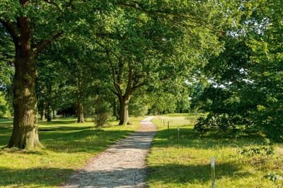 A serene walking path through a green park