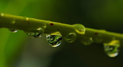 Close-up of water droplets on a plant stem