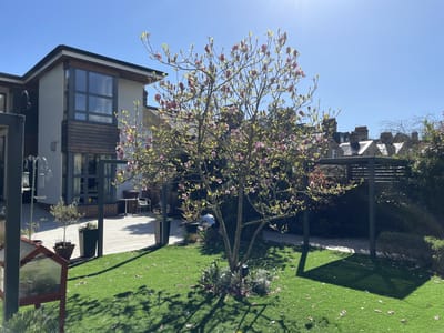 Outdoor garden area with a flowering tree