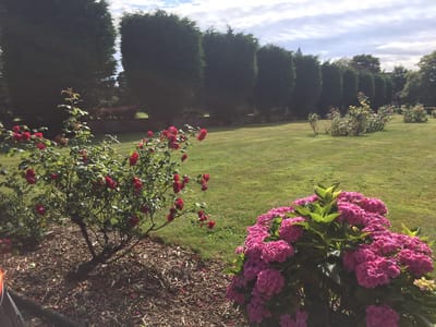 Beautiful garden with flowers and neatly trimmed hedges