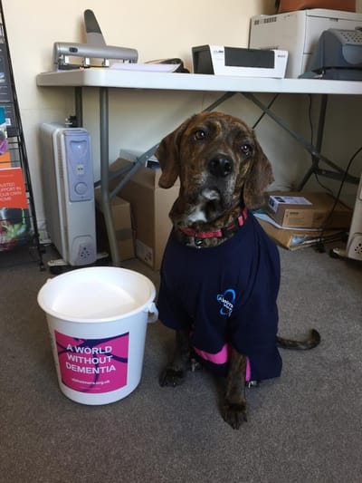 A dog in a t-shirt with a fundraising bucket