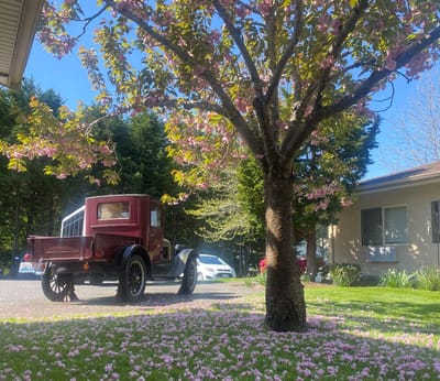 Classic car under a flowering tree in outdoor space